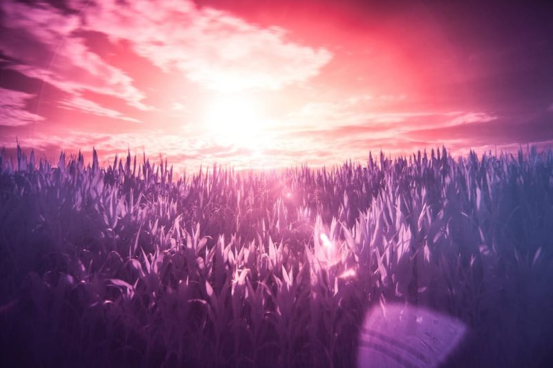 Infrared fields