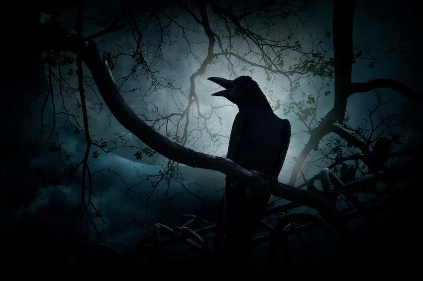 crow as harbinger of bad news